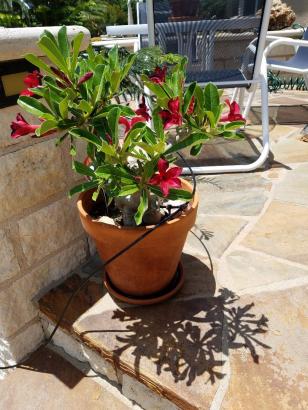 2018 June desert rose